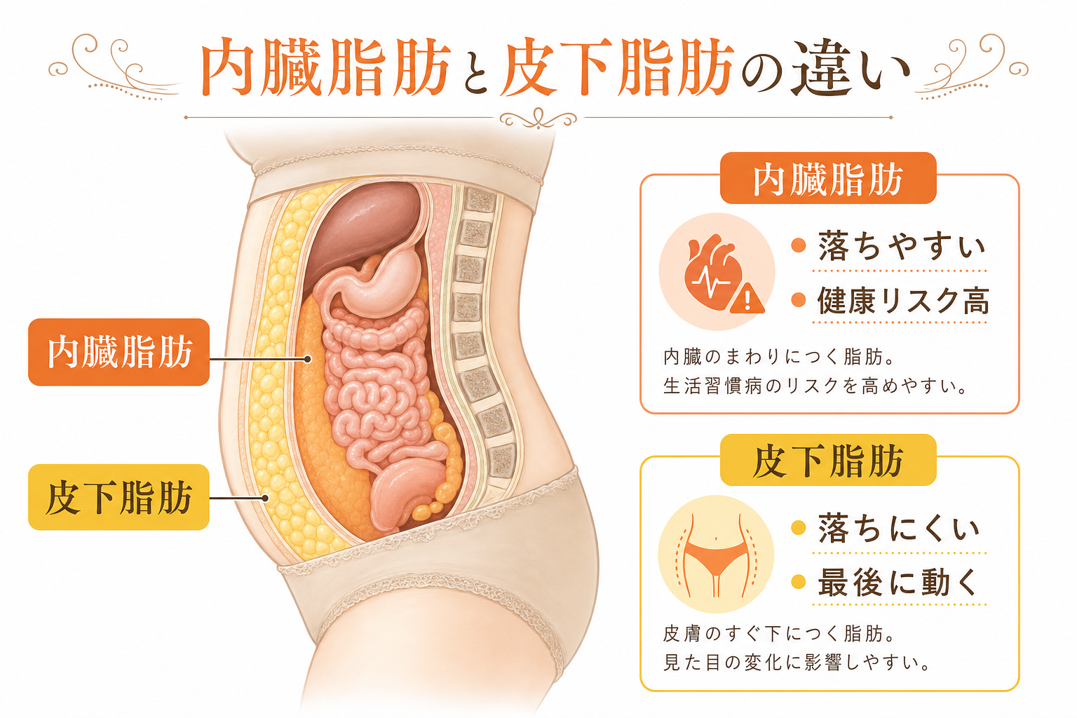 内臓脂肪vs皮下脂肪の違い
